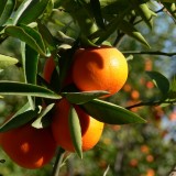 Et si ce qui vous mettez à la poubelle pouvait être mangé ?