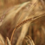 Le gluten est-il vraiment mauvais pour vous ?