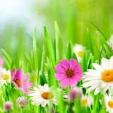 Prochain atelier : la trousse de secours naturelle des vacances !