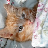 Faites votre brume d’oreiller DIY