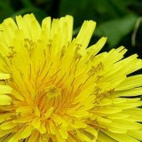 Avez vous besoin d’une détox ? Les signes que votre foie est stressé…