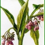 DIY facile : comment préparer votre baume anti inflammatoire à la consoude ?