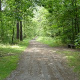 Pourquoi vous devez prendre un bain de forêt…