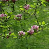 L’art de la détoxication