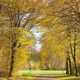 Conseils naturo pour l’automne