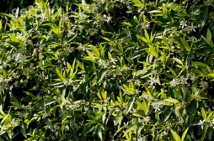 petit grain bigarrade