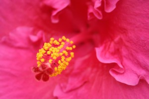 fleur d'hibiscus propriétés de l'infusion aux fleurs d'hibiscus