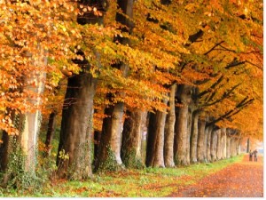 L'automne en forme automne